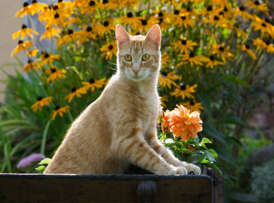 Neugierige rot getigerter Katze in einem blühenden Garten - CALVENDO Foto-Puzzle'