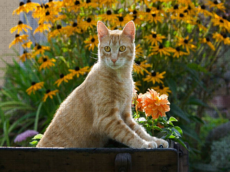 Neugierige rot getigerter Katze in einem blühenden Garten - CALVENDO Foto-Puzzle'