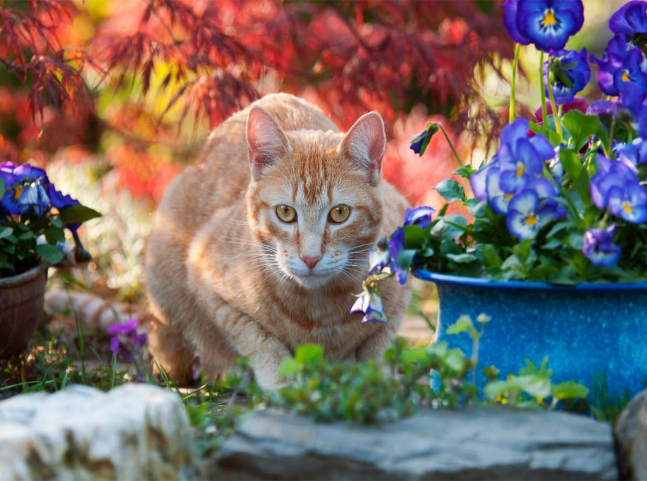 Rot-getigerte Katze in einer bunten Gartenidylle - CALVENDO Foto-Puzzle'