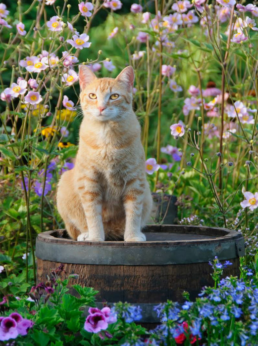 Rote Katze auf Holzfass im blühenden Garten - CALVENDO Foto-Puzzle'