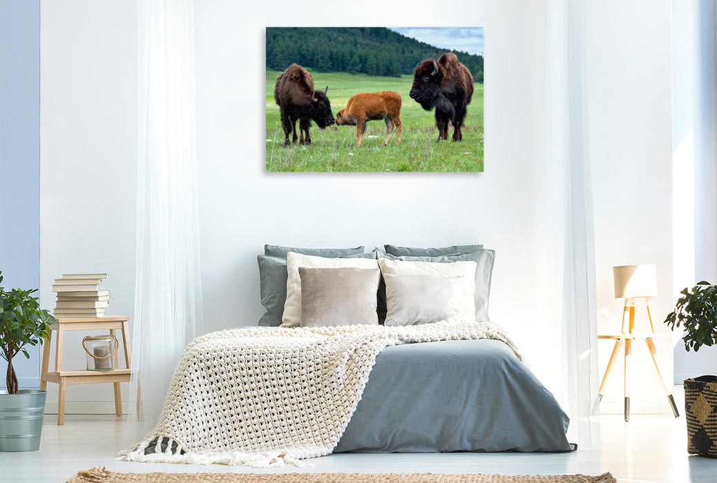 Toile textile haut de gamme Toile textile haut de gamme 120 cm x 80 cm paysage Famille de bisons dans le parc national Custer 