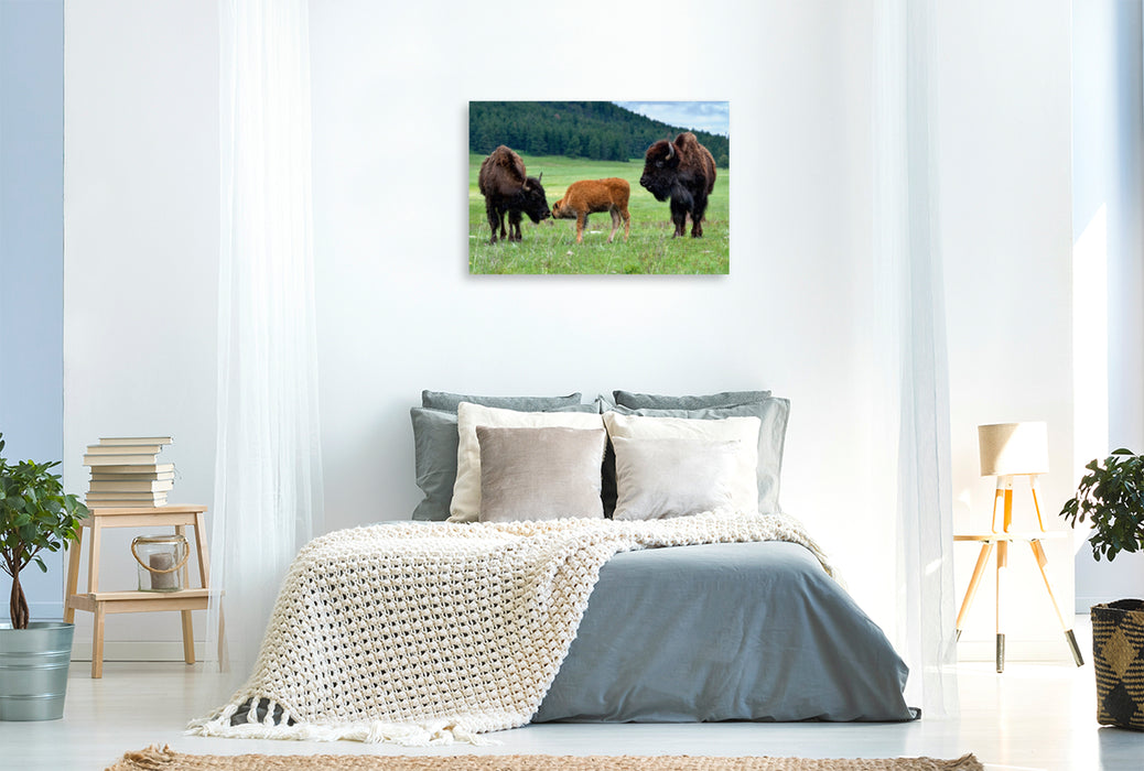 Toile textile haut de gamme Toile textile haut de gamme 120 cm x 80 cm paysage Famille de bisons dans le parc national Custer 