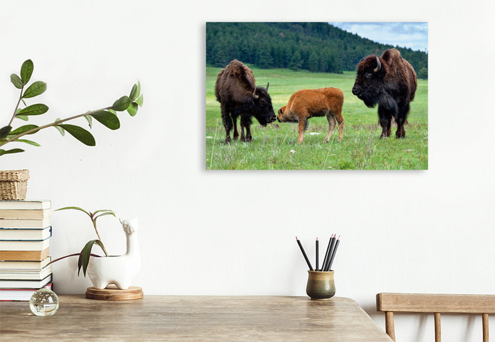 Premium Textil-Leinwand Premium Textil-Leinwand 120 cm x 80 cm quer Bison Familie im Custer State Park