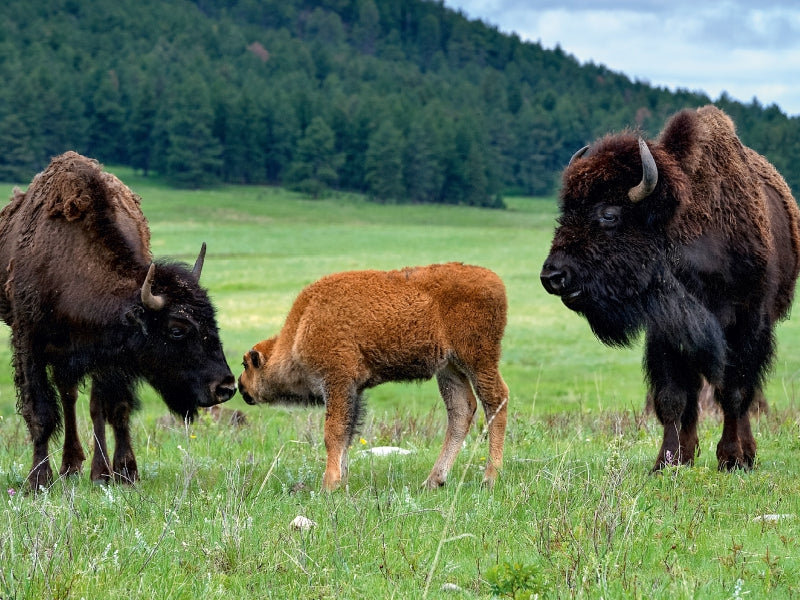 Bison Familie im Custer State Park 1000 Teile Puzzle quer - CALVENDO Foto-Puzzle'