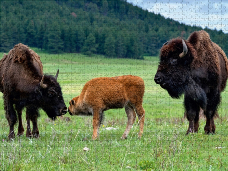 Bison Familie im Custer State Park 1000 Teile Puzzle quer - CALVENDO Foto-Puzzle'
