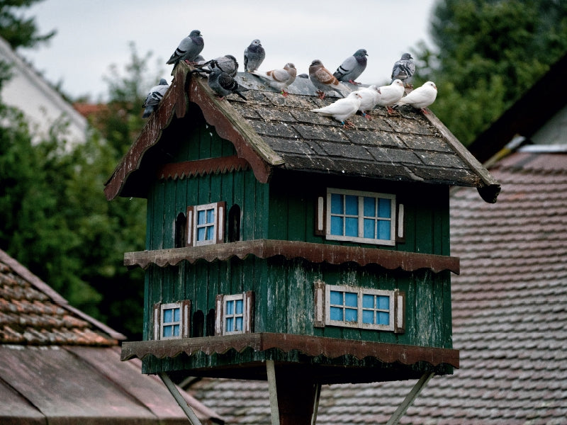 Pigeons du pays de Dachauer - Puzzle photo CALVENDO 