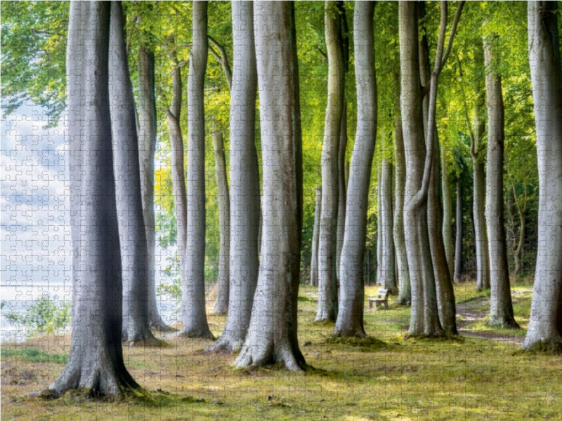 Fanefjord Forest - CALVENDO photo puzzle 