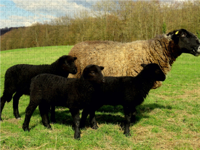 Muttertier mit drei schwarzen Lämmern 1000 Teile Puzzle quer - CALVENDO Foto-Puzzle'
