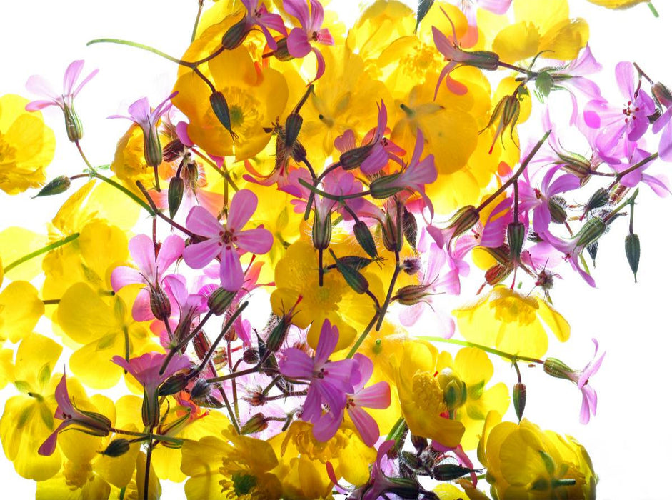 Wald- und Wiesenblümchen - CALVENDO Foto-Puzzle'