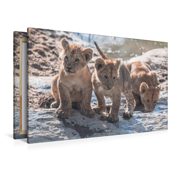 Premium Textil-Leinwand Löwenbabies