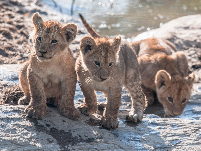 Lion cubs - CALVENDO photo puzzle 
