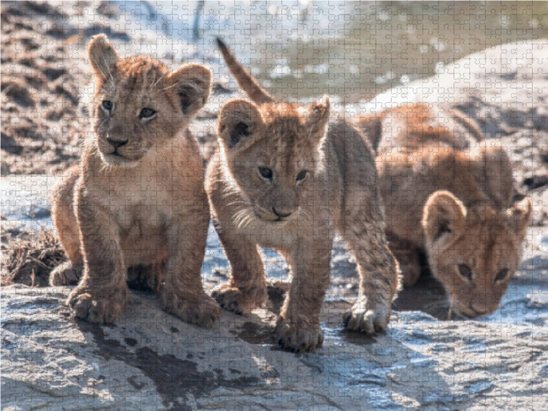 Lion cubs - CALVENDO photo puzzle 