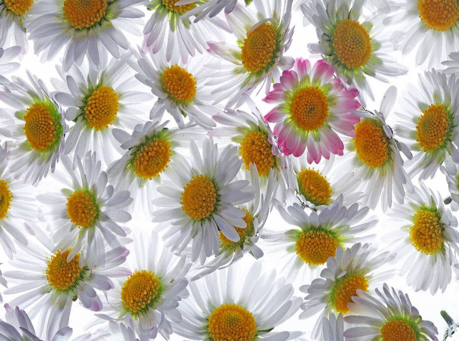 Gänseblümchen - CALVENDO Foto-Puzzle'