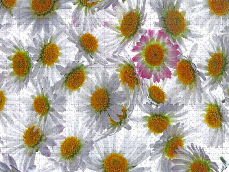 Gänseblümchen - CALVENDO Foto-Puzzle'