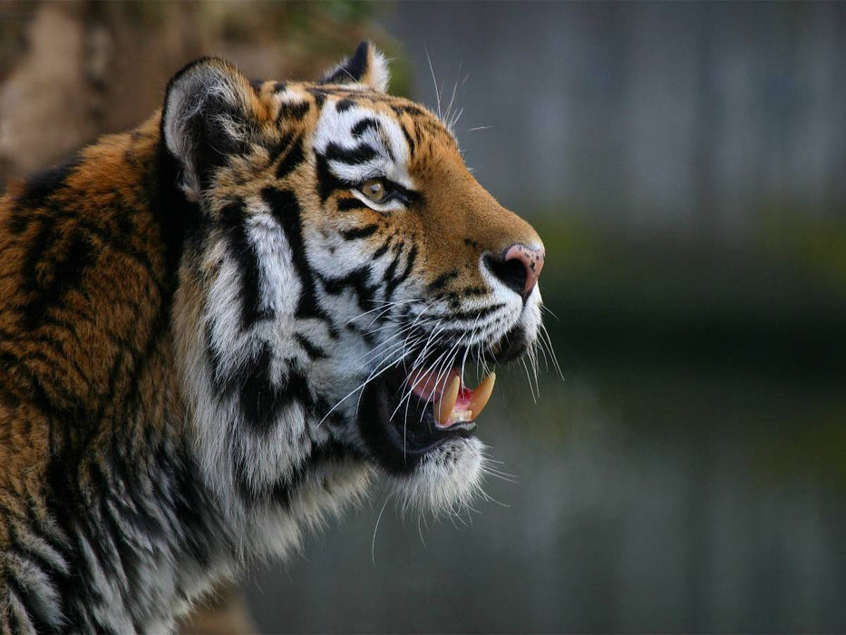 Ein Motiv aus dem Kalender Tiger - die leisen Jäger des Dschungels - CALVENDO Foto-Puzzle'