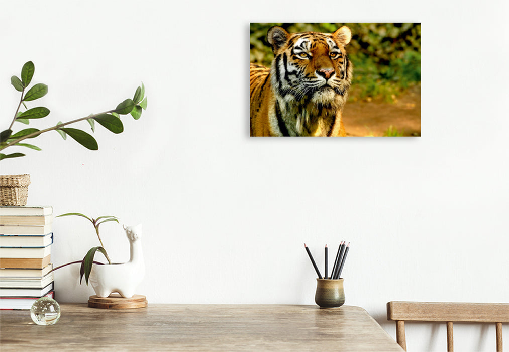 Premium Textil-Leinwand Premium Textil-Leinwand 45 cm x 30 cm quer Ein Motiv aus dem Kalender Tiger - die leisen Jäger des Dschungels