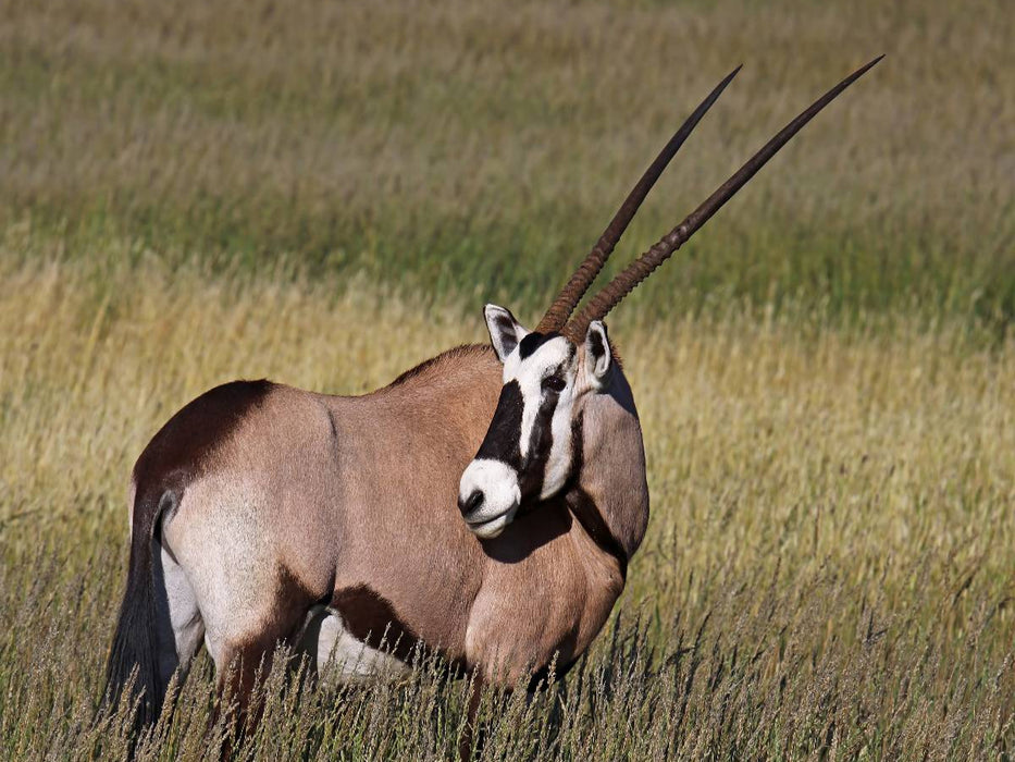 Oryx im Gras, Afrika - CALVENDO Foto-Puzzle'