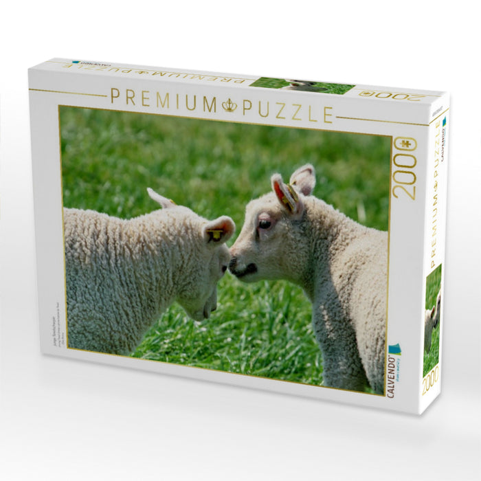 junge Texelscharpie - CALVENDO Foto-Puzzle'