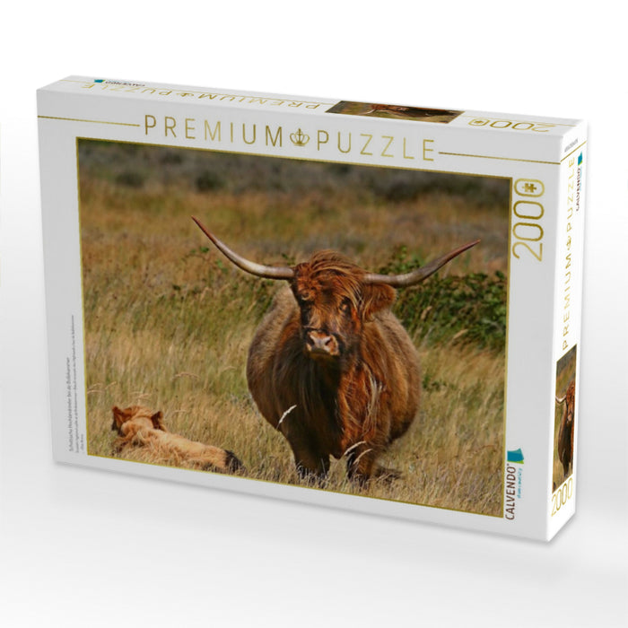Schottische Hochlandrinder bei de Bollekammer - CALVENDO Foto-Puzzle'