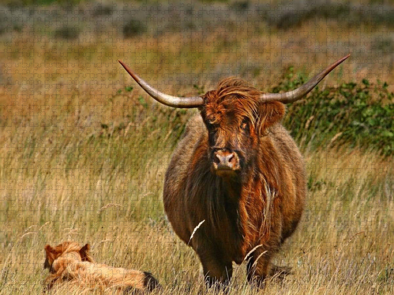 Schottische Hochlandrinder bei de Bollekammer - CALVENDO Foto-Puzzle'