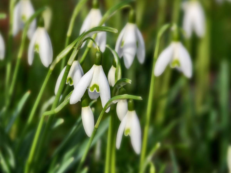 Schneeglöckchen - CALVENDO Foto-Puzzle'