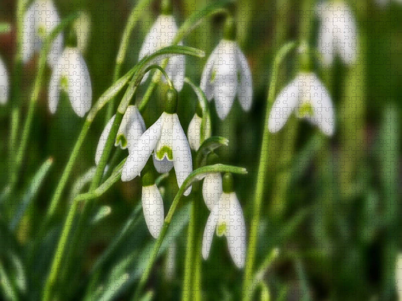 Schneeglöckchen - CALVENDO Foto-Puzzle'