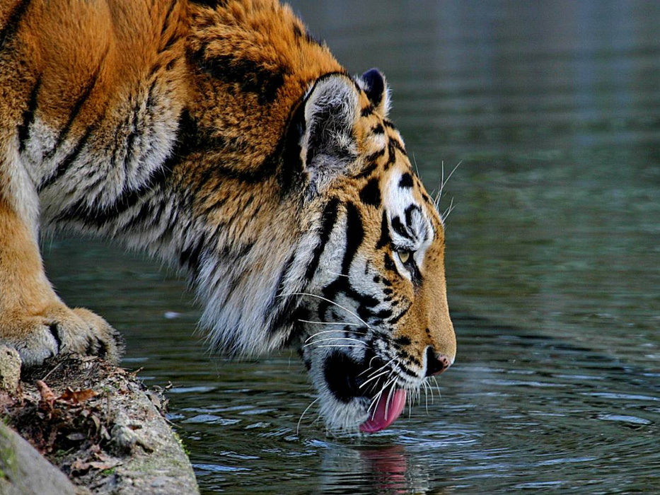 Ein Motiv aus dem Kalender Tiger - die leisen Jäger des Dschungels - CALVENDO Foto-Puzzle'