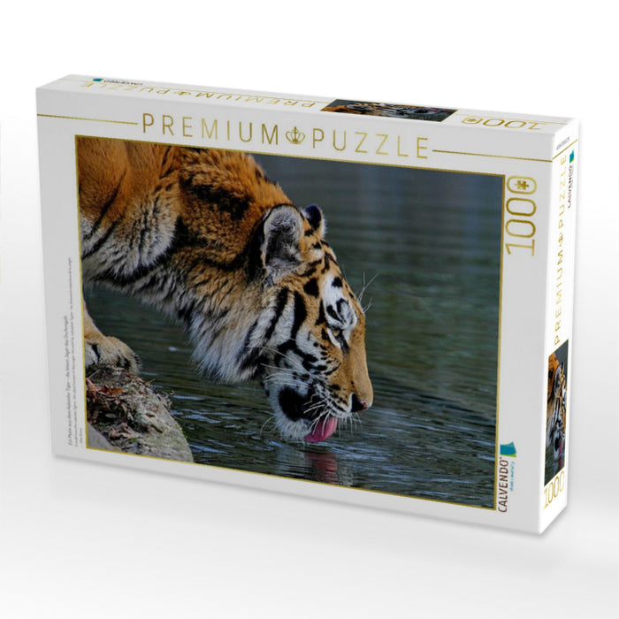 Ein Motiv aus dem Kalender Tiger - die leisen Jäger des Dschungels - CALVENDO Foto-Puzzle'