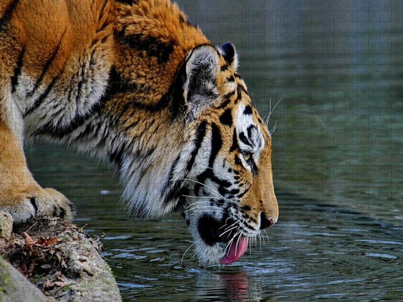Ein Motiv aus dem Kalender Tiger - die leisen Jäger des Dschungels - CALVENDO Foto-Puzzle'