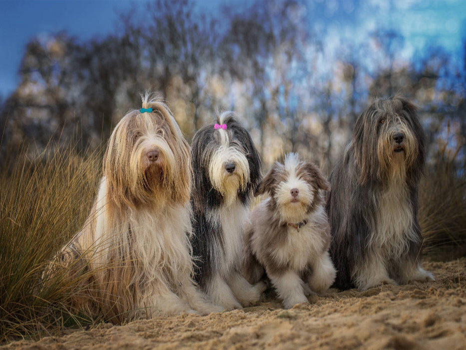 BEARDED COLLIE Truppe mit Welpe - CALVENDO Foto-Puzzle'