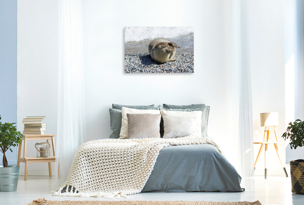 Premium Textil-Leinwand Premium Textil-Leinwand 120 cm x 80 cm quer Entspannter Seehund am Nordseestrand