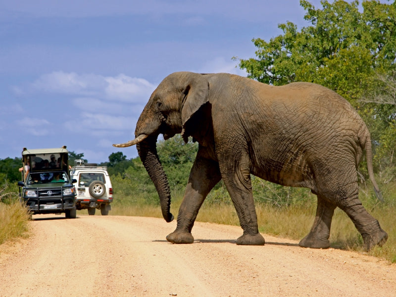 Encounter in South Africa - CALVENDO photo puzzle 
