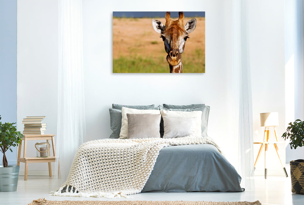 Premium Textil-Leinwand Premium Textil-Leinwand 120 cm x 80 cm quer Auge in Auge mit der Giraffe