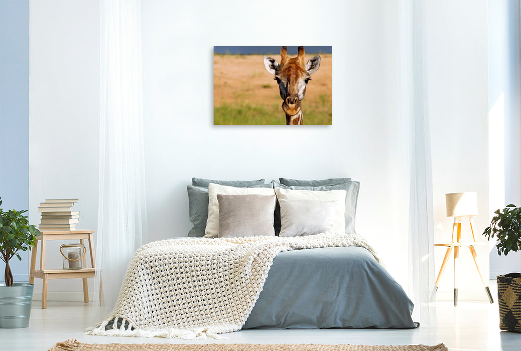 Premium Textil-Leinwand Premium Textil-Leinwand 120 cm x 80 cm quer Auge in Auge mit der Giraffe