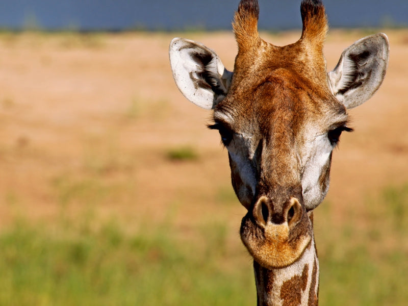 Auge in Auge mit der Giraffe 1000 Teile Puzzle quer - CALVENDO Foto-Puzzle'