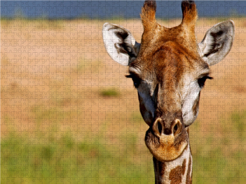 Auge in Auge mit der Giraffe 1000 Teile Puzzle quer - CALVENDO Foto-Puzzle'