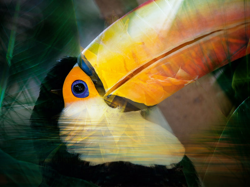 Ein Motiv aus dem Kalender Tropenbewohner 1000 Teile Puzzle quer - CALVENDO Foto-Puzzle'