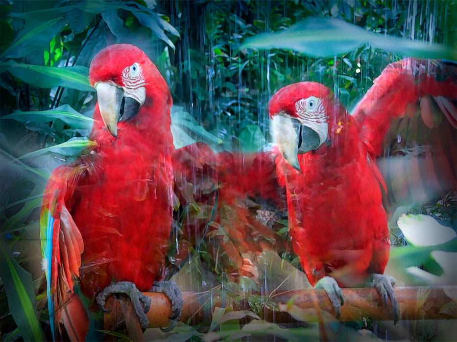 Red Macaw Parrot - CALVENDO Photo Puzzle 