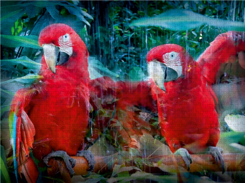 Perroquet ara rouge - Puzzle photo CALVENDO 