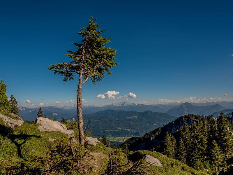 At the Sonnenalm - CALVENDO photo puzzle 