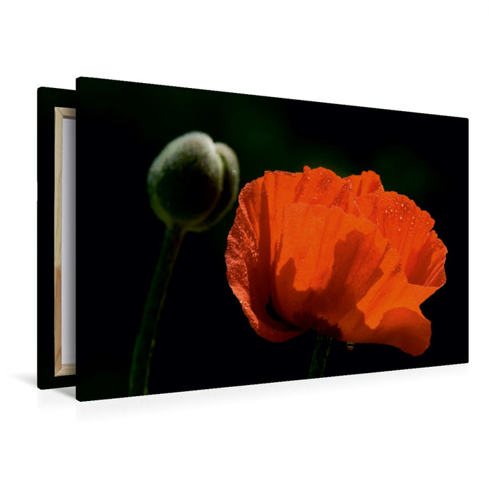 Premium Textil-Leinwand Papaver