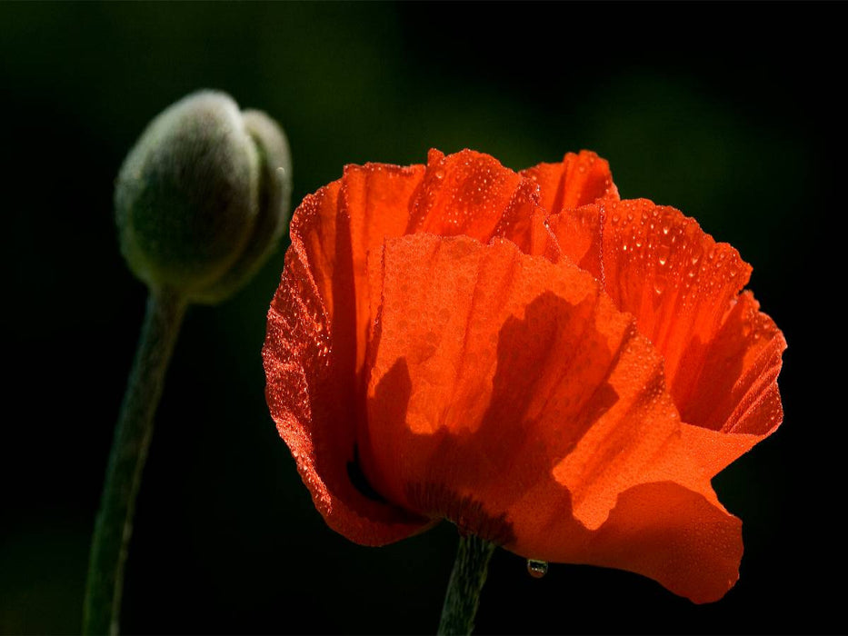 Papaver - CALVENDO Foto-Puzzle'