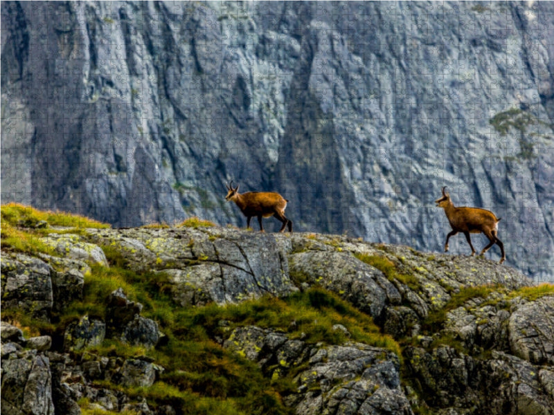 Le chamois, Slovaquie - Puzzle photo CALVENDO 