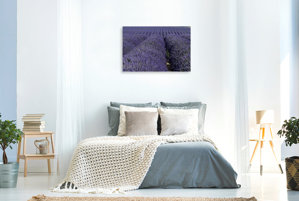 Premium Textil-Leinwand Premium Textil-Leinwand 120 cm x 80 cm quer Ein Motiv aus dem Kalender Die Farbe des Lavendels