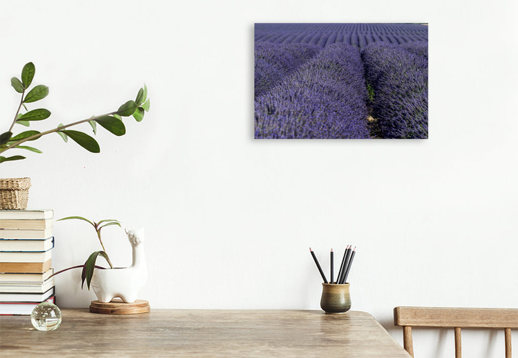 Premium Textil-Leinwand Premium Textil-Leinwand 120 cm x 80 cm quer Ein Motiv aus dem Kalender Die Farbe des Lavendels