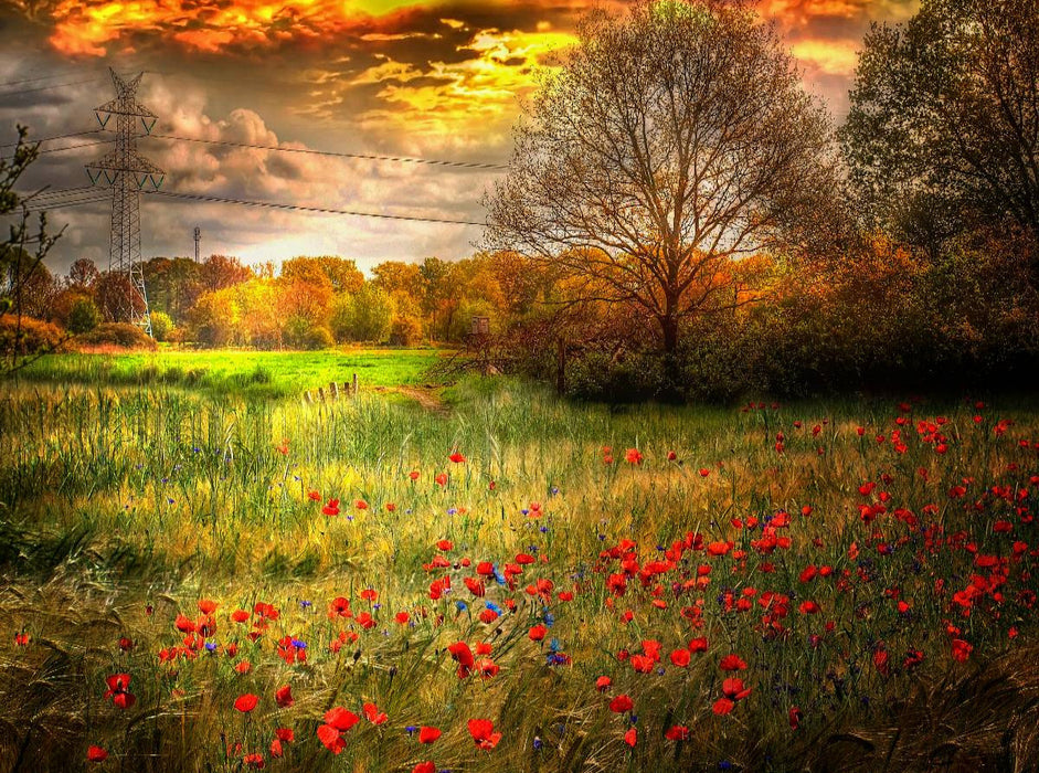 Mohnblumen in einem Getreidefeld - CALVENDO Foto-Puzzle'