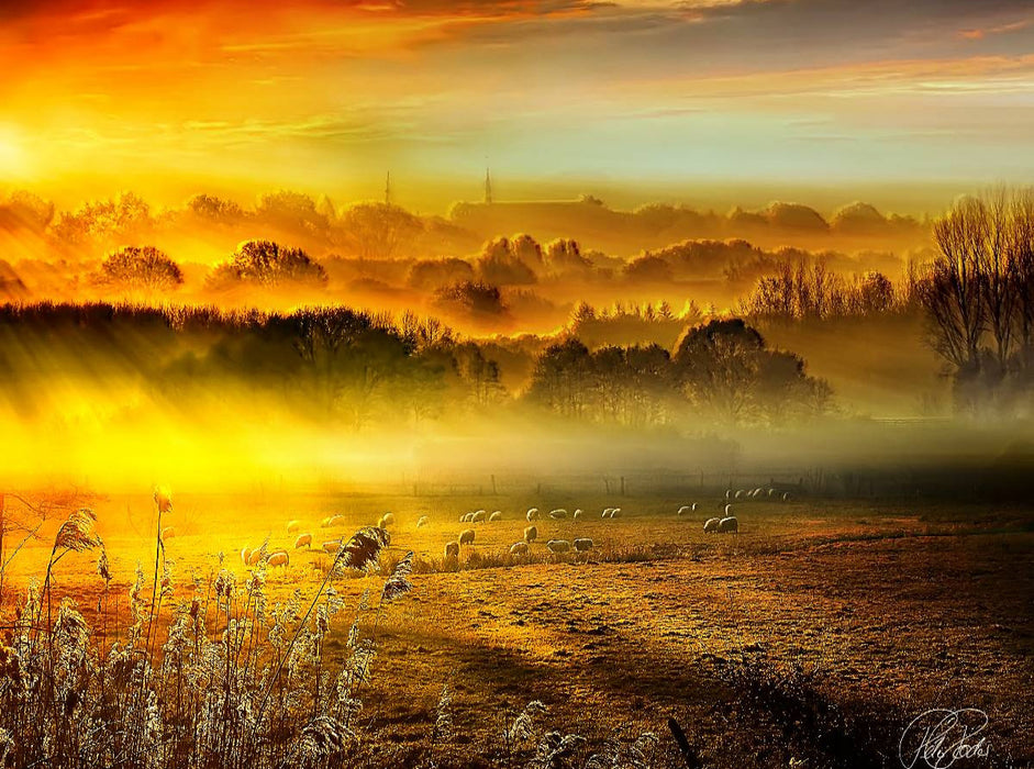 Schafe auf der Weide im Sonnenaufgang - CALVENDO Foto-Puzzle'