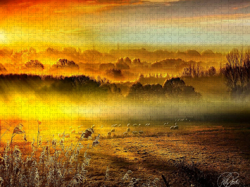 Schafe auf der Weide im Sonnenaufgang - CALVENDO Foto-Puzzle'
