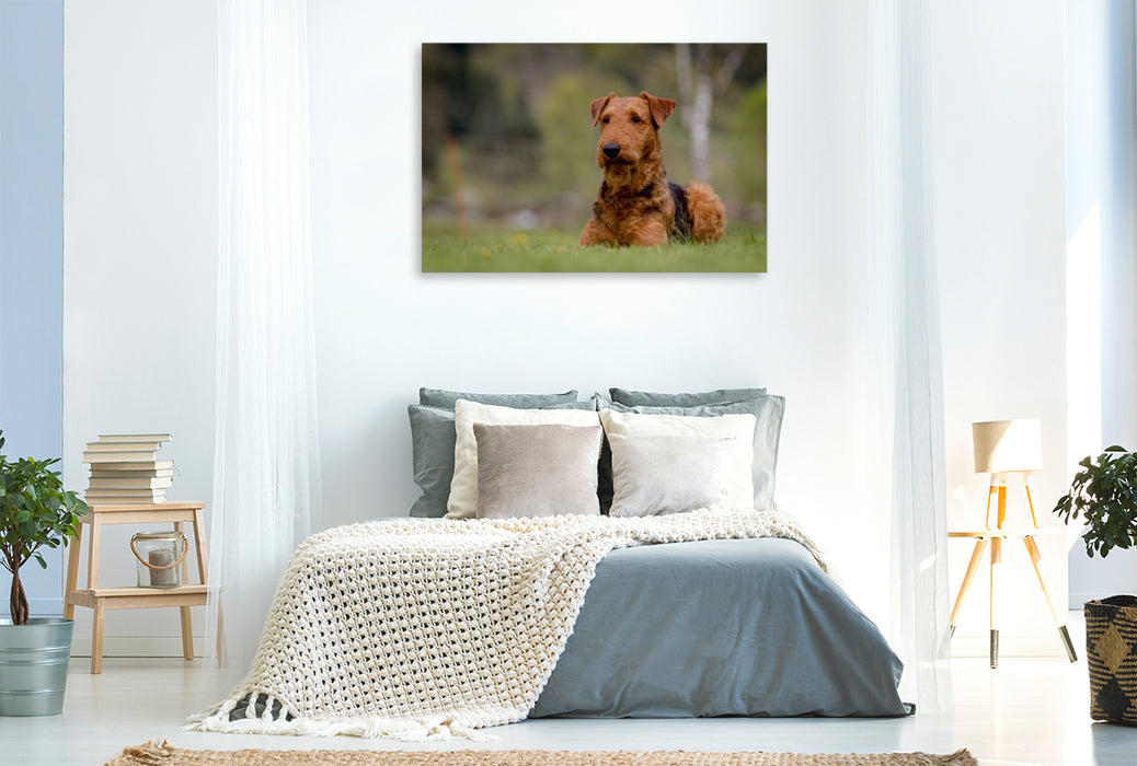 Premium Textil-Leinwand Premium Textil-Leinwand 120 cm x 80 cm quer Airedale-Terrier