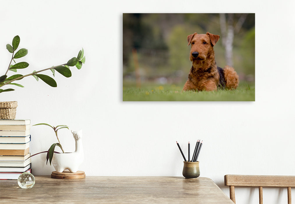 Premium Textil-Leinwand Premium Textil-Leinwand 120 cm x 80 cm quer Airedale-Terrier